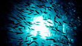 001 Swarm-Fish small.jpg
